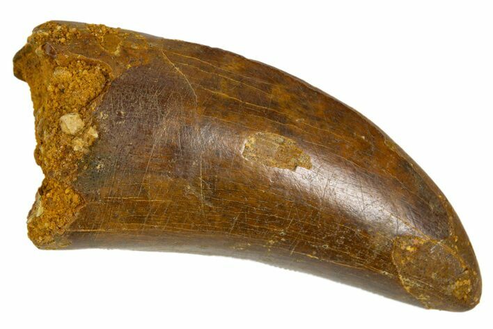 Serrated, Carcharodontosaurus Tooth - Very Robust Tooth #322063